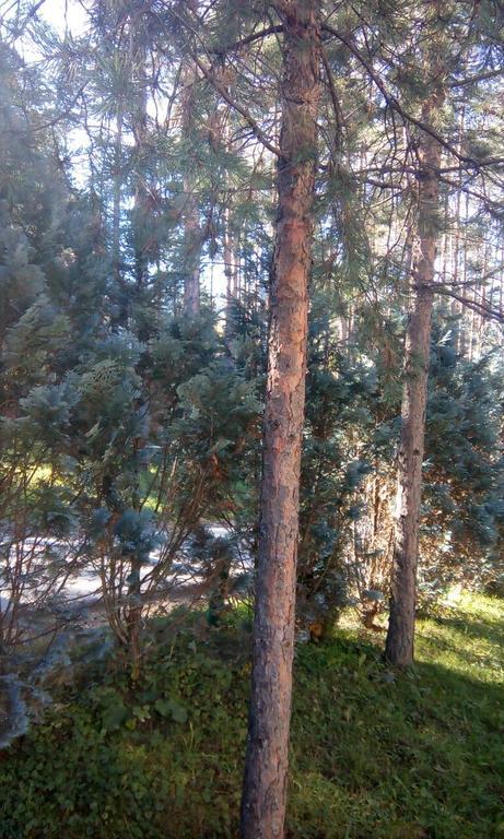 Apartment 9 Gorska Vila Златибор Экстерьер фото